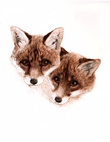 Studie zweier jung Fuchsköpfen Kunstdruck Tiefdruck