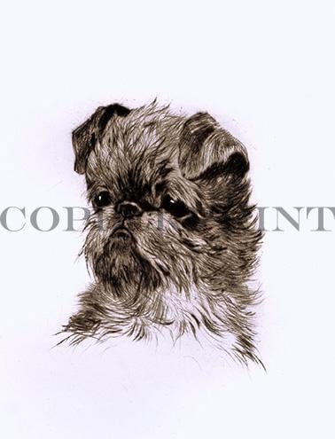 Hundekopf der Rasse Affenpinscher  Kunstdruck Tiefdruck