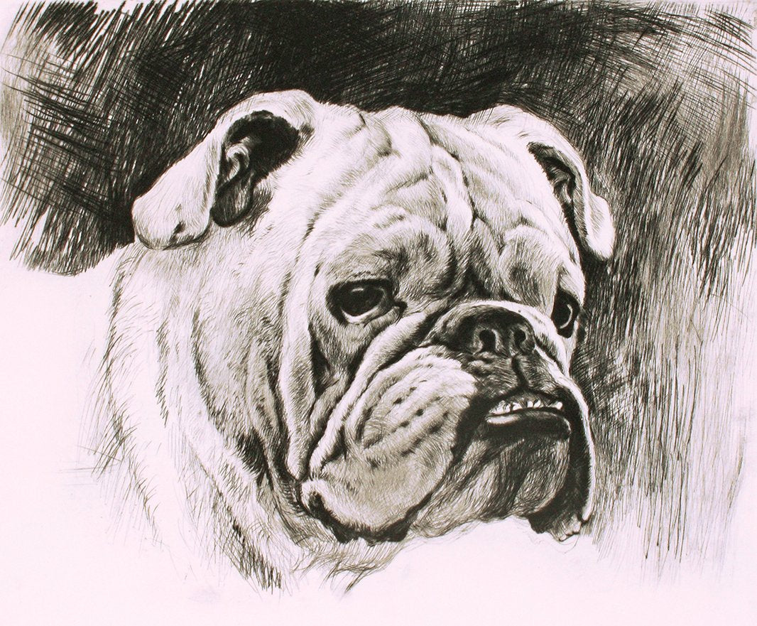 Studie einer Bulldogge Kunstdruck Tiefdruck