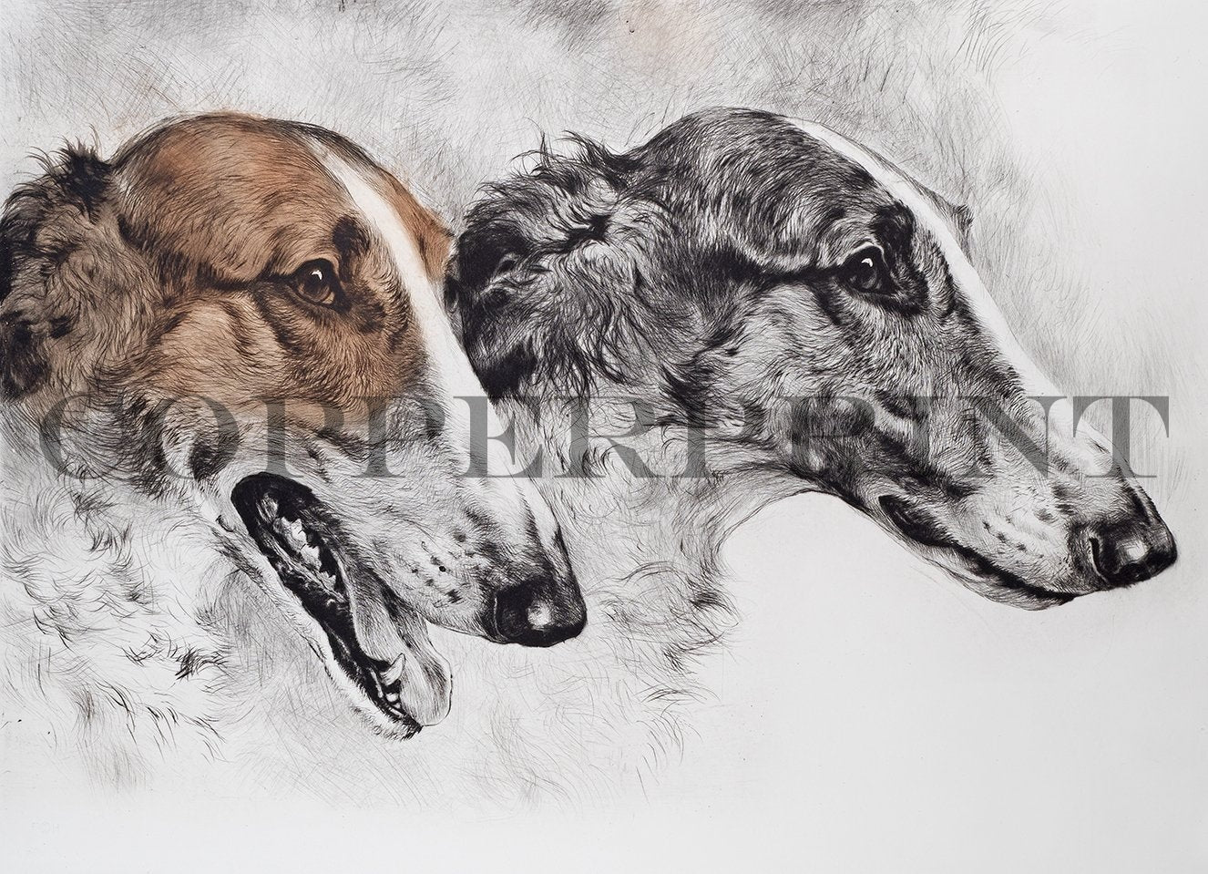 Studie zweier Hundeköpfe Kunstdruck Tiefdruck