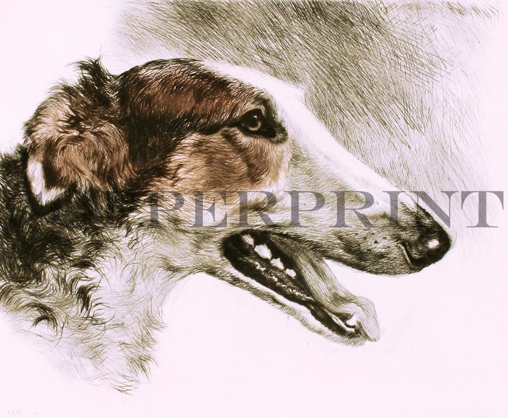 Studie von Hundekopf Kunstdruck Tiefdruck