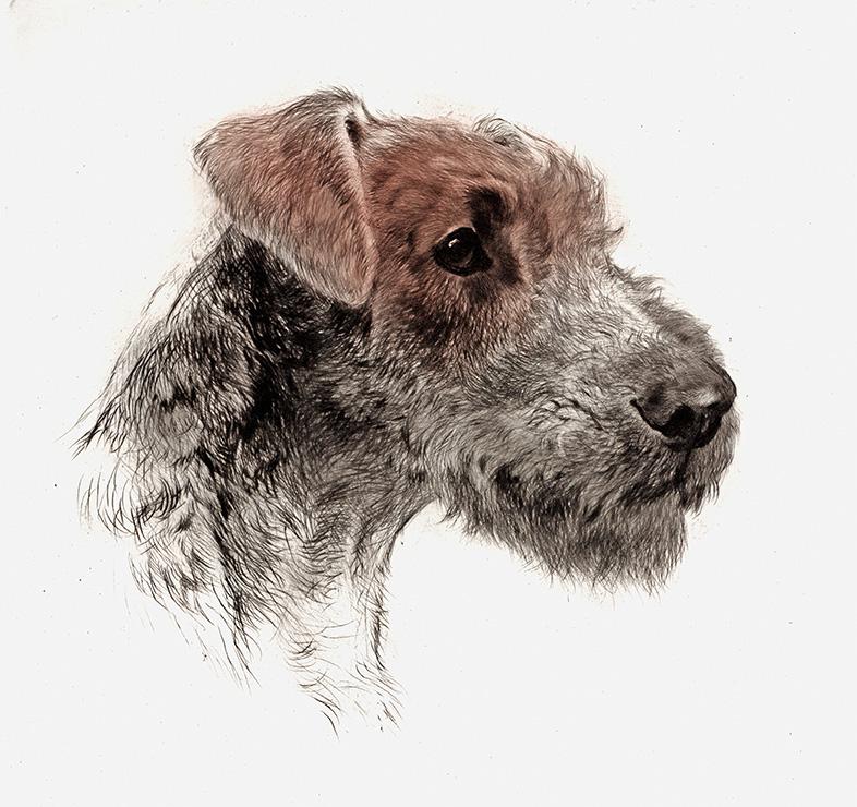 Hundekopf der Rasse Airedale Terrier Kunstdruck Tiefdruck