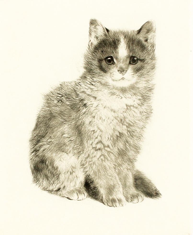 Studie einer jungen Katze Kunstdruck Tiefdruck