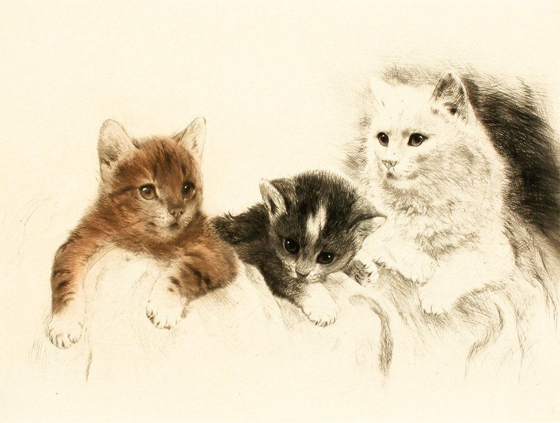 Studie von drei Katzen Kunstdruck Tiefdruck