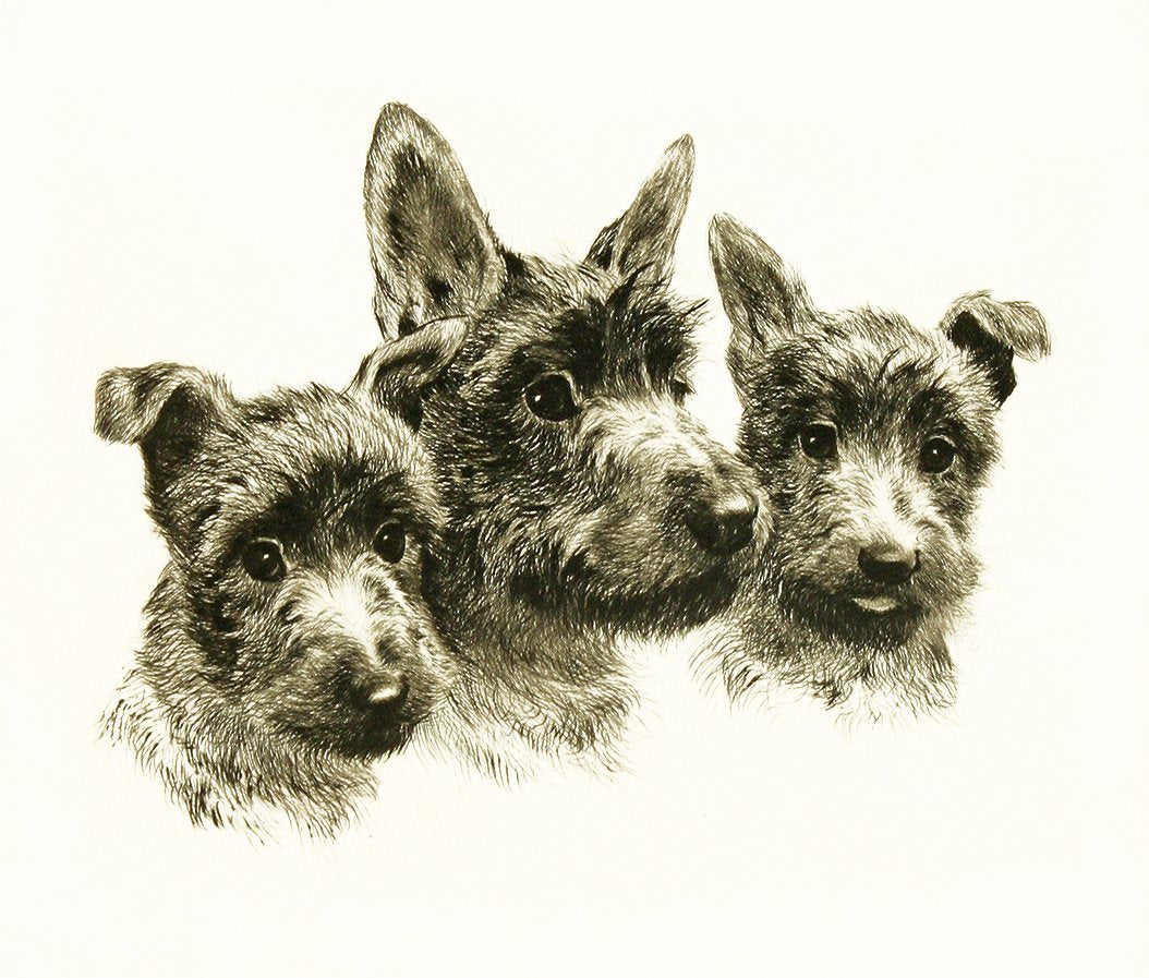 Studie von drei Scotch Terrier Köpfen Kunstdruck Tiefdruck
