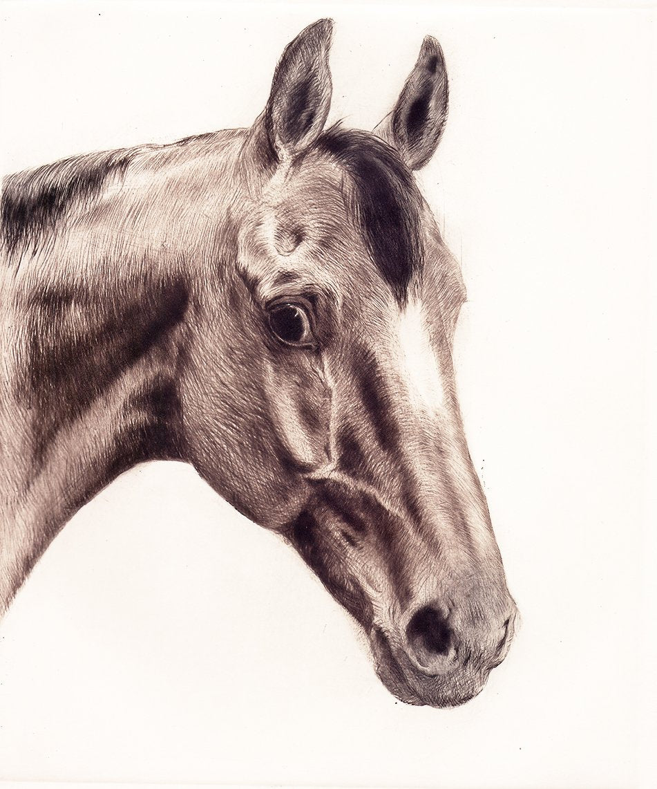 Studie eines Pferdekopfes Kunstdruck Tiefdruck
