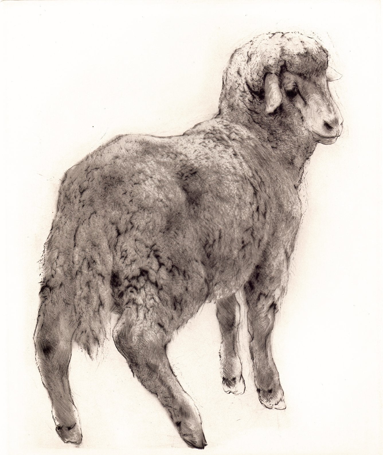 Studie eines Schafes Kunstdruck Tiefdruck