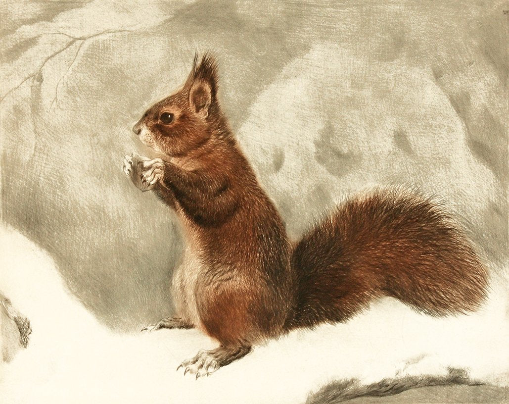Eichhörnchen mit Haselnuss auf Ast Kunstdruck Tiefdruck
