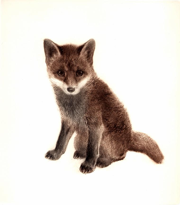 Studie eines jungen Fuchs Kunstdruck Tiefdruck