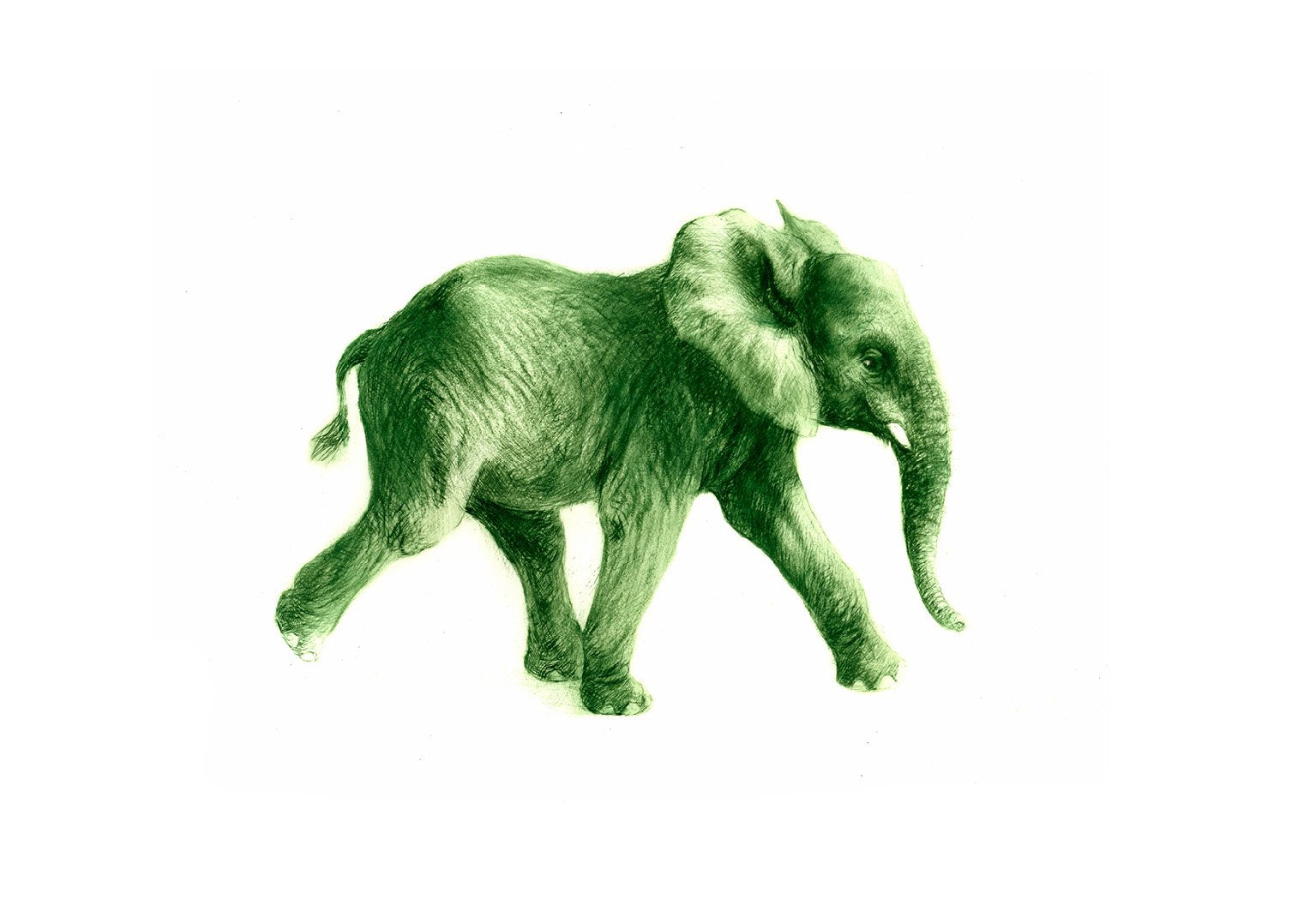 junger Elefant in grün Kunstdruck Tiefdruck