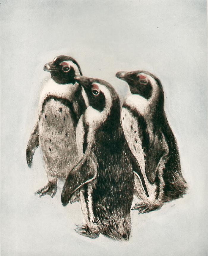 Studie von drei Pinguinen Kunstdruck Tiefdruck