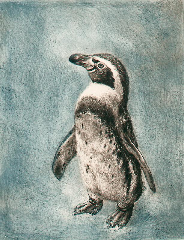 Studie eines jungen Pinguin Kunstdruck Tiefdruck