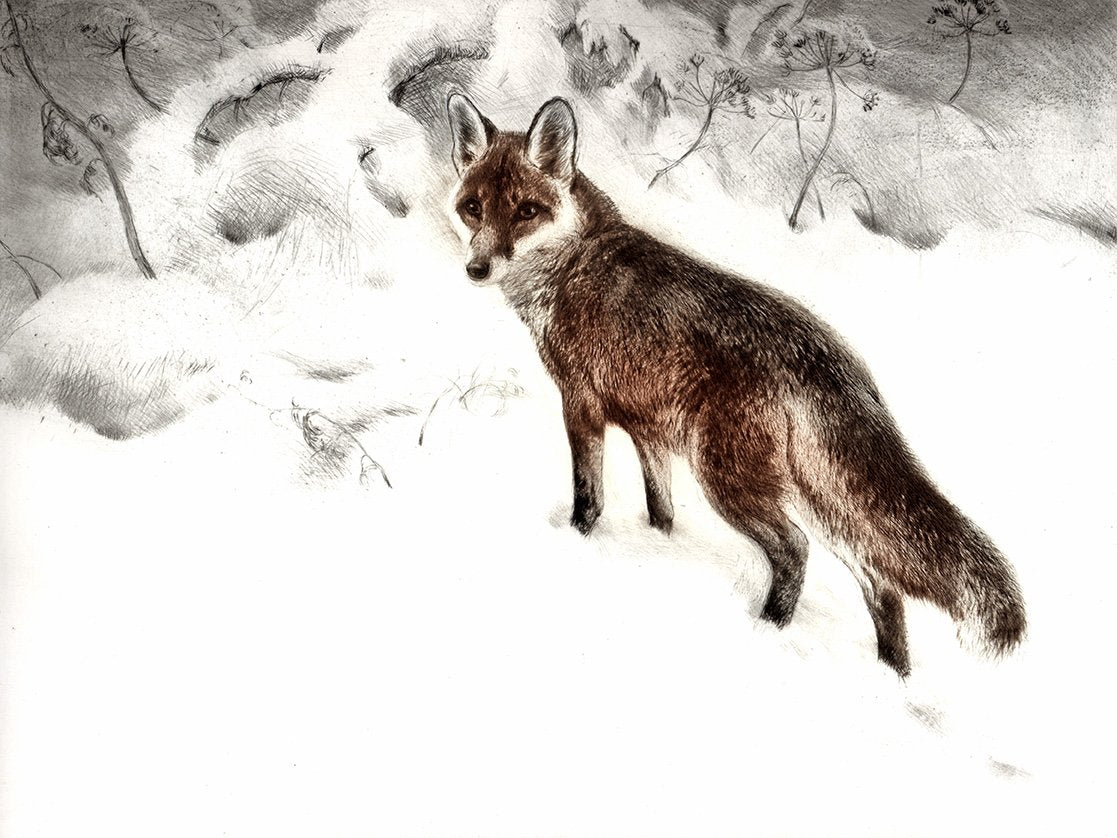 Fuchs im Schnee Kunstdruck Tiefdruck