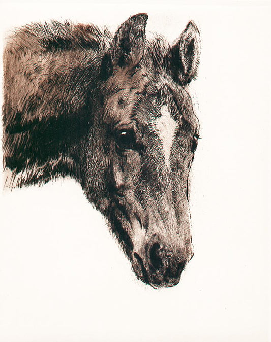Studie eines Pferdekopfes Kunstdruck Tiefdruck
