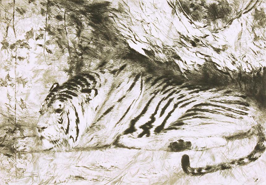 Studie eines liegenden Tigers Kunstdruck Tiefdruck
