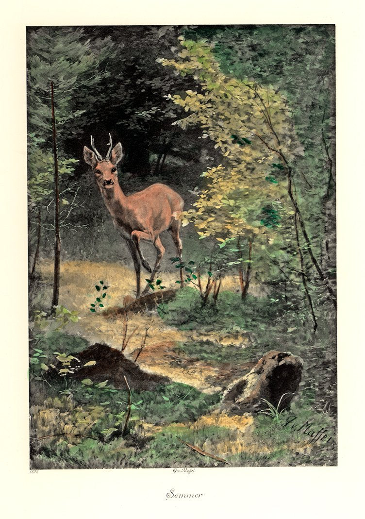 Rehbock im Wald im Sommer Kunstdruck Tiefdruck