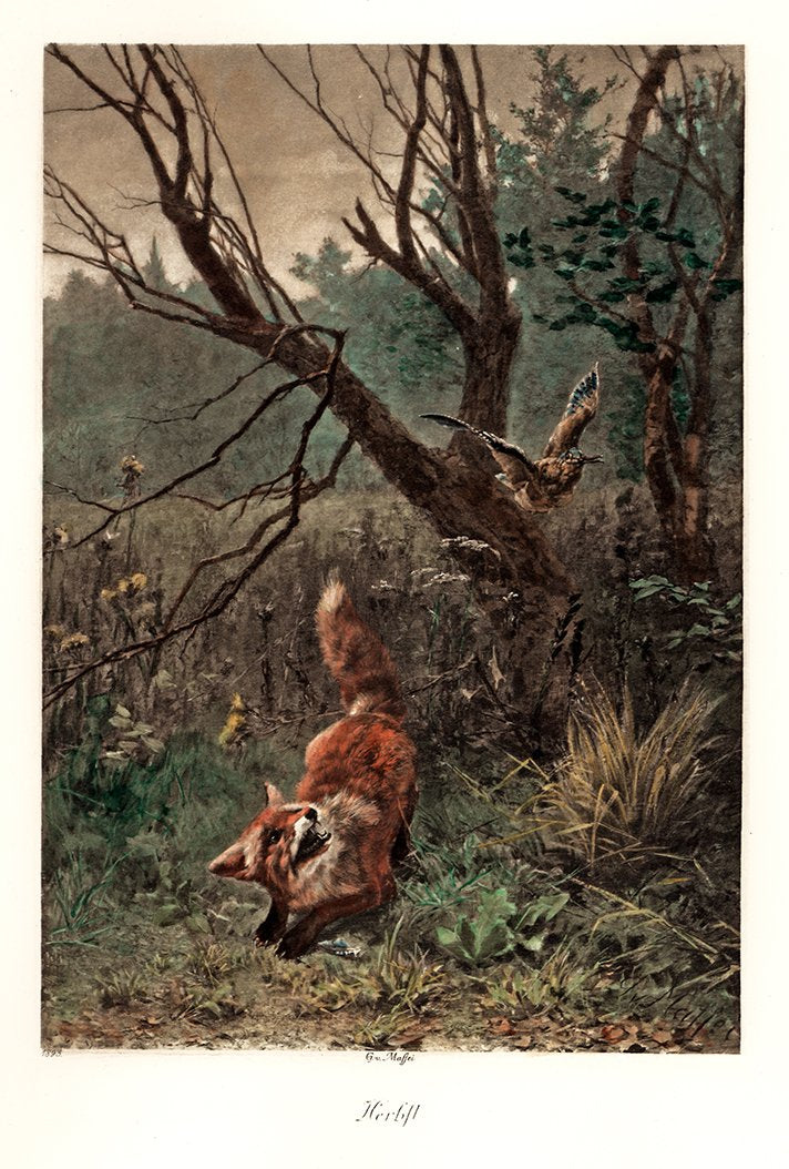 Fuchs bei der Jagd Kunstdruck Tiefdruck