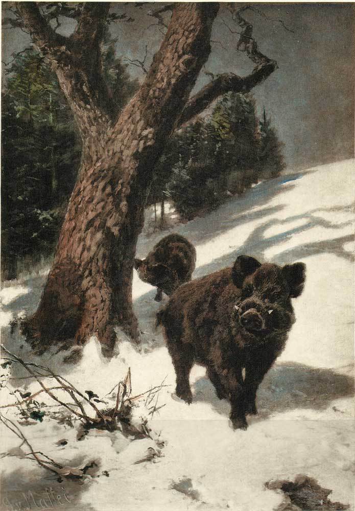 Wildschweine im Winter im Wald Kunstdruck Tiefdruck