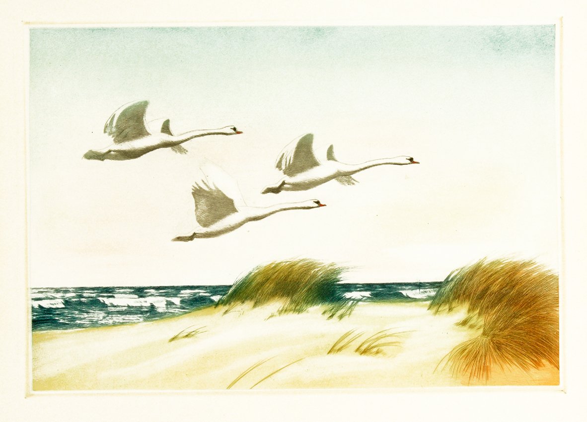 Wildschwäne fliegen über dem Meer Kunstdruck Tiefdruck