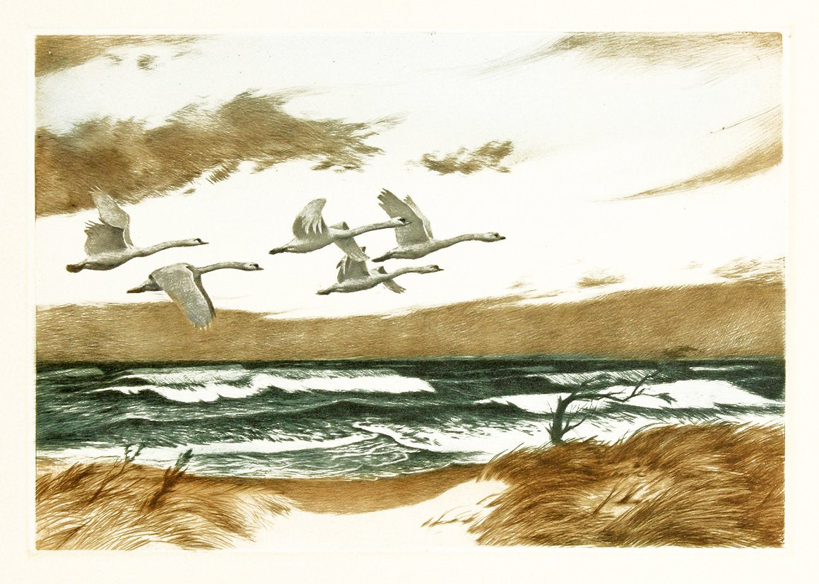 Wildschwäne fliegen über dem Meer Kunstdruck Tiefdruck