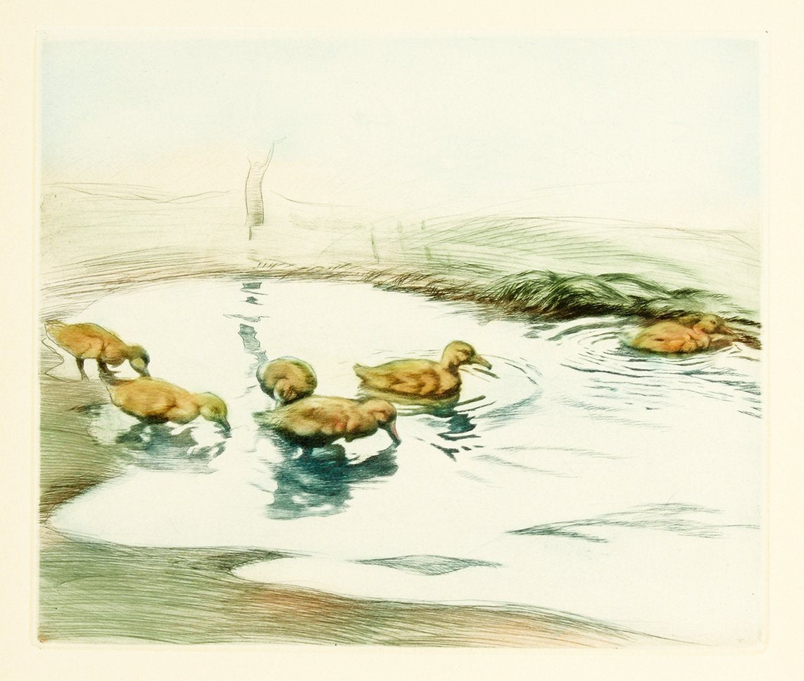 junge Enten im Teich Kunstdruck Tiefdruck