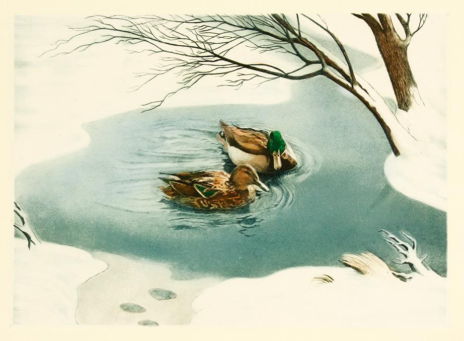 Märzenten schwimmen im Teich im Winter Kunstdruck Tiefdruck