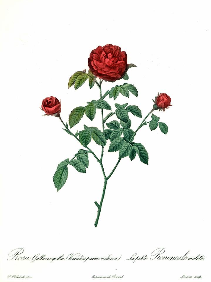 Studie einer roten Rose Kunstdruck Tiefdruck