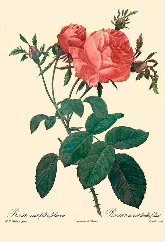 Studie einer pinken Rose Kunstdruck Tiefdruck