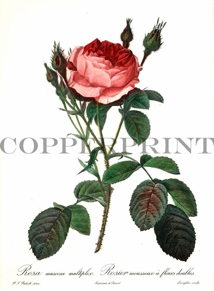 Studie einer pinken Rose Kunstdruck Tiefdruck