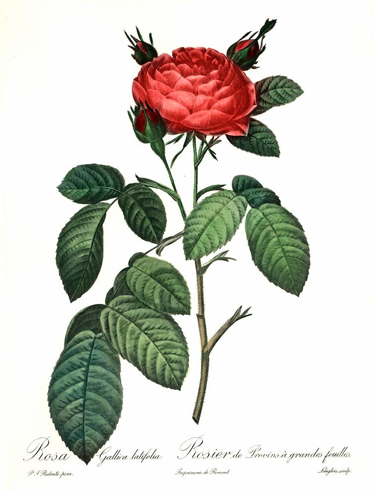 Studie einer roten Rose Kunstdruck Tiefdruck