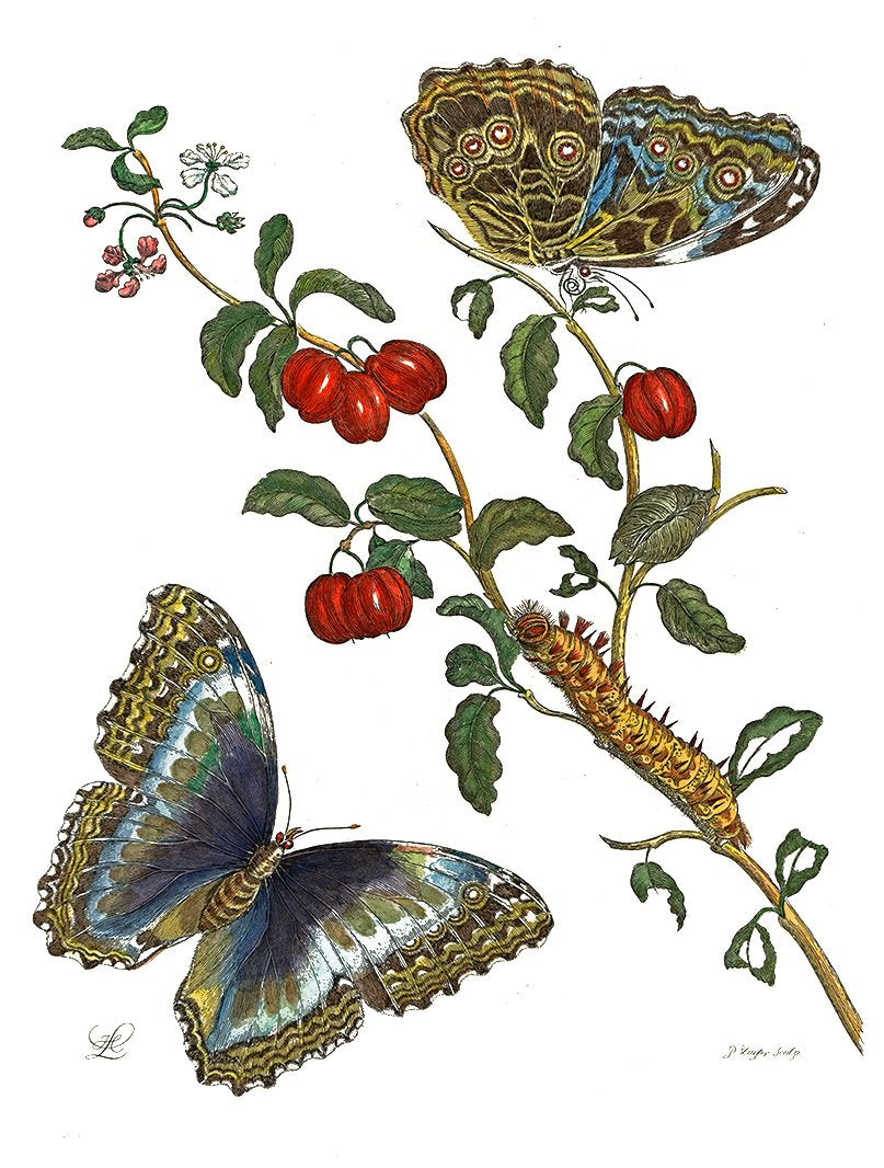 Studie von Schmetterling mit Pflanze Kunstdruck Tiefdruck