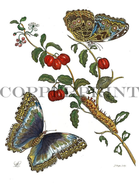 Studie von Schmetterling mit Pflanze Kunstdruck Tiefdruck