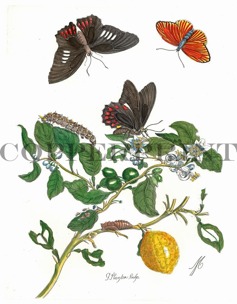 Studie von Schmetterling mit Pflanze Kunstdruck Tiefdruck