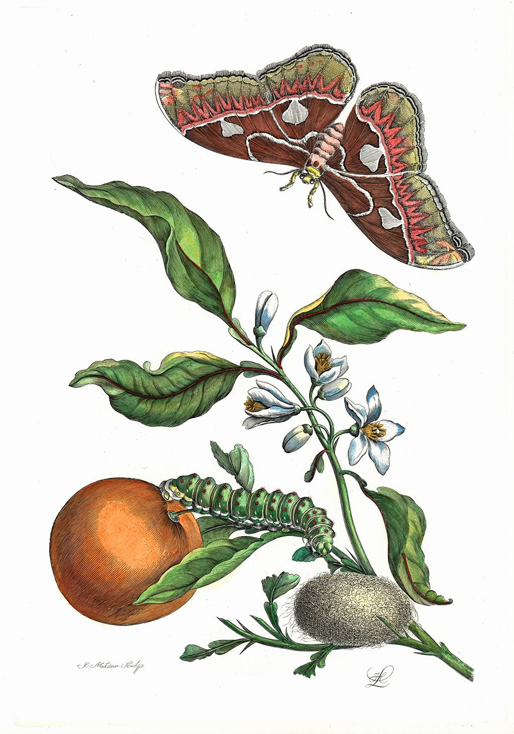 Studie von Schmetterling mit Pflanze Kunstdruck Tiefdruck