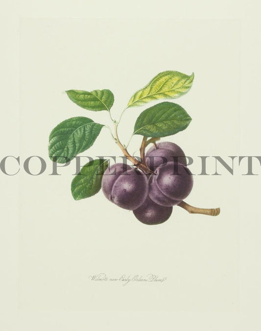 Pflaumen, Wilmot's new Early Orleans Plum