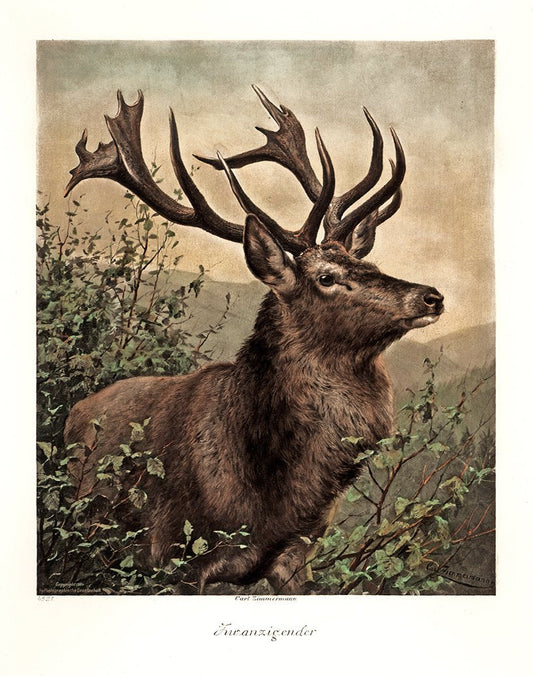 Hirsch in der Natur Kunstdruck Tiefdruck