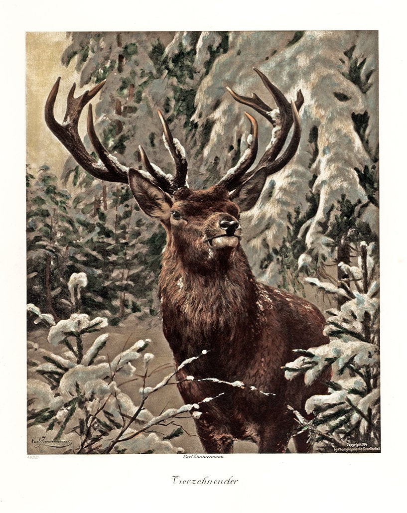 Hirsch im winterlichen Wald Kunstdruck Tiefdruck